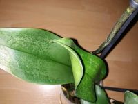 Лот: 12261751. Фото: 3. Орхидея фаленопсис. Растения и животные
