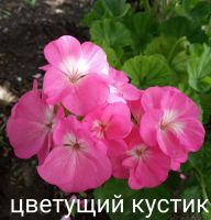 Лот: 13954033. Фото: 2. Пеларгония Павла цветет. Комнатные растения и уход