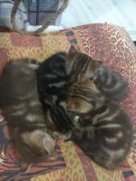 Лот: 11079587. Фото: 2. Продам шотландских котяток. Животные и уход
