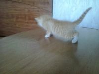 Лот: 4504828. Фото: 4. Отдам котенка. Красноярск