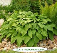 Лот: 21173625. Фото: 6. Садовые цветы