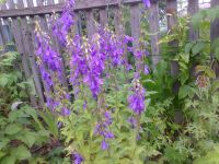 Лот: 5806641. Фото: 2. Колокольчик рапунцелевидный. Семена, рассада, садовые растения