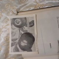 Лот: 20057285. Фото: 7. И.В. Мичурин, Итоги шестидесятилетних...