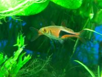 Лот: 16824667. Фото: 2. Trigonostigma sf. Аквариумистика