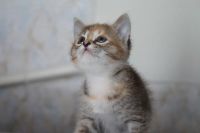 Лот: 2317537. Фото: 6. котенок ищет своего хозяина 2