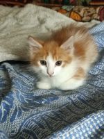 Лот: 20596521. Фото: 3. Котенок ищет дом. Растения и животные