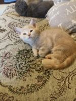 Лот: 25525606. Фото: 3. Шотландский прямоухий котенок. Растения и животные