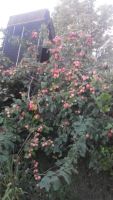Лот: 6003471. Фото: 5. Продаю земельный участок, дачу...