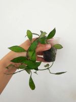Лот: 9824048. Фото: 3. Хойя Лакуноза "Тов" (Hoya lacunosa... Растения и животные