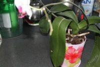 Лот: 2407891. Фото: 2. Орхидея. Комнатные растения и уход