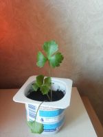 Лот: 7268735. Фото: 3. Сельдерей корневой "Яблочный". Для дачи, дома, огорода, бани, парка