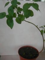 Лот: 3973568. Фото: 3. Сирень. Для дачи, дома, огорода, бани, парка