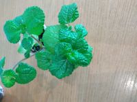 Лот: 16871811. Фото: 2. Пилея монетолистная (Pilea nummulariifolia... Комнатные растения и уход
