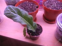 Лот: 1807948. Фото: 2. Стрептокарпус сорт Strawberry... Комнатные растения и уход