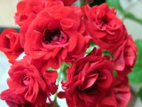 Лот: 4108701. Фото: 6. Розебудная герань, красная. молодое...