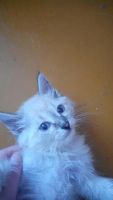 Лот: 9000264. Фото: 4. котёнок в добрые руки. Красноярск