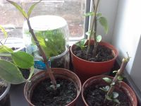 Лот: 7601956. Фото: 3. Санхеция. Растения и животные