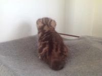 Лот: 3496607. Фото: 5. Котята британцы
