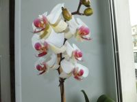 Лот: 3089489. Фото: 3. Орхидея фаленопсис цветет!. Растения и животные