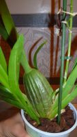 Лот: 5487074. Фото: 3. орхидея колманара (отцвела). Растения и животные