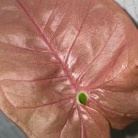 Лот: 18619343. Фото: 4. Сингониум «Neon Pink». Красноярск