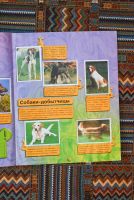 Лот: 16631101. Фото: 4. журнал наклеек "кошки и собаки... Красноярск