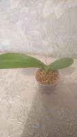 Лот: 16634930. Фото: 3. Продам орхидею Phal. Liu's Sakura... Растения и животные