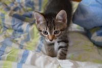 Лот: 7299804. Фото: 4. Очаровательный котёнок!!!. Красноярск