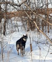 Лот: 18945903. Фото: 2. Умная Охотница ищет Дом. Животные и уход