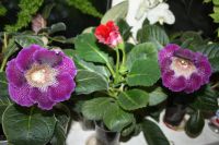 Лот: 5304319. Фото: 2. Глоксиния тигрина синяя 2 Очень... Комнатные растения и уход