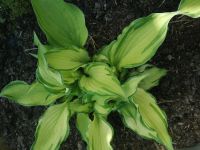 Лот: 9802394. Фото: 5. Хоста волнистая «Variegata»