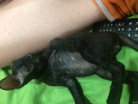 Лот: 13364815. Фото: 6. Котята сфинкс