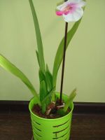 Лот: 6235050. Фото: 2. орхидея онцидиум желтый. Комнатные растения и уход
