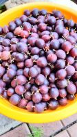 Лот: 20633049. Фото: 2. Ягода крыжовник сладкая 5 литров. Продукты