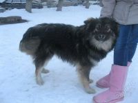 Лот: 2473148. Фото: 2. Хорошая собака СМОТ.ЛОТ.. Животные и уход