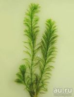 Лот: 13683495. Фото: 7. Перистолистник елочный (Myriophyllum...