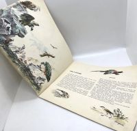 Лот: 25268877. Фото: 6. 📘 Виталий Бианки. Наши птицы...