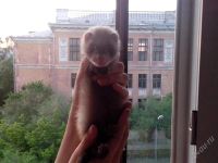 Лот: 2138593. Фото: 2. Хорёк. Животные и уход