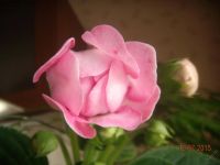 Лот: 5805170. Фото: 2. Глоксиния розовая махровая (цена-... Комнатные растения и уход