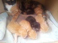 Лот: 9741284. Фото: 3. Котята рыжие и трехцветные. Растения и животные