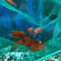 Лот: 20680317. Фото: 18. Меченосец; Ситцевый, ананас, черные...