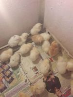 Лот: 10886784. Фото: 2. Продам цыплят 11.01 вывод. Животные и уход