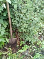 Лот: 12029002. Фото: 7. вишня войлочная саженец №64