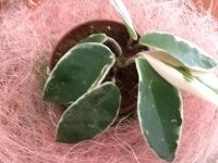 Лот: 3133416. Фото: 2. Хойя карноза 'Suzie Q'- Hoya сarnosa... Комнатные растения и уход