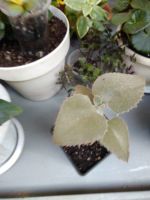 Лот: 14137290. Фото: 2. Каланхое бехарское (Kalanchoe... Комнатные растения и уход