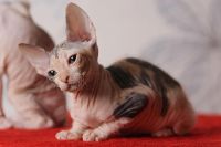 Лот: 3459246. Фото: 6. Донская трёхцветная кошечка