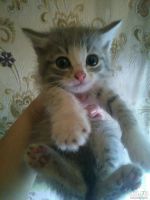 Лот: 10389391. Фото: 2. Отдам котят!. Животные и уход
