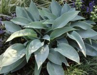 Лот: 4267624. Фото: 4. хоста 'Хальцион' (hosta 'Halcyon... Красноярск