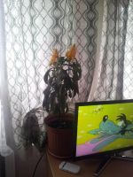 Лот: 7315326. Фото: 2. Пахистахис. Комнатные растения и уход