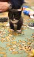 Лот: 12641377. Фото: 7. котят